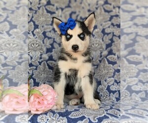 Siberian Husky Puppy for sale in QUARRYVILLE, PA, USA
