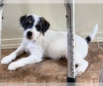 Small #1 Parson Russell Terrier