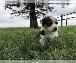 Pembroke Welsh Corgi Puppy for sale in ARTHUR, IL, USA