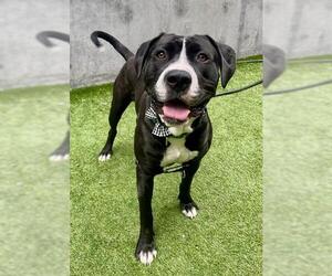 Medium American Pit Bull Terrier-Great Dane Mix