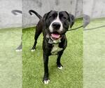 Small American Pit Bull Terrier-Great Dane Mix