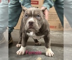 Small Photo #5 American Bully Puppy For Sale in RED BAY, AL, USA