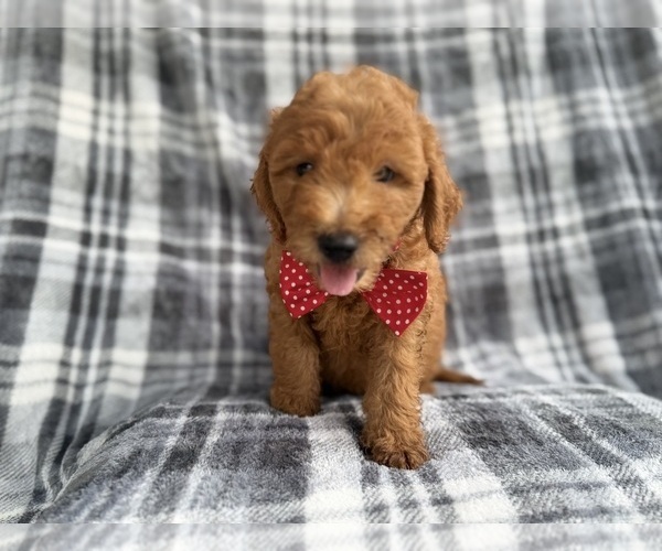 Medium Photo #4 Goldendoodle (Miniature) Puppy For Sale in LAKELAND, FL, USA