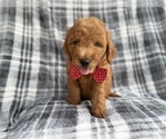 Small Photo #4 Goldendoodle (Miniature) Puppy For Sale in LAKELAND, FL, USA