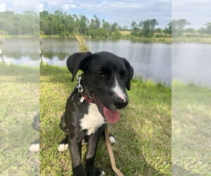 Bulldog-Labrador Retriever Mix Dogs for adoption in Tarrytown, GA, USA