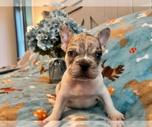 French Bulldog Puppy for sale in NEW LONDON, NC, USA