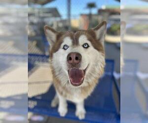 Siberian Husky Dogs for adoption in Chula Vista, CA, USA