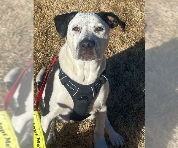 Medium Photo #14 American Bulldog-Unknown Mix Puppy For Sale in Lakewood, CO, USA