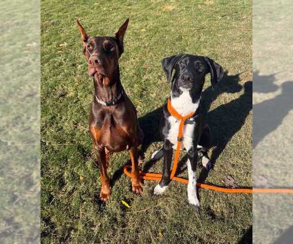 Medium Photo #9 Borador Puppy For Sale in Kennesaw, GA, USA