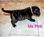 Puppy Ms Pink Presa Canario