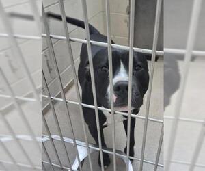 Mutt Dogs for adoption in Decatur, IL, USA