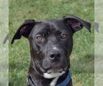 Small #1 American Staffordshire Terrier Mix