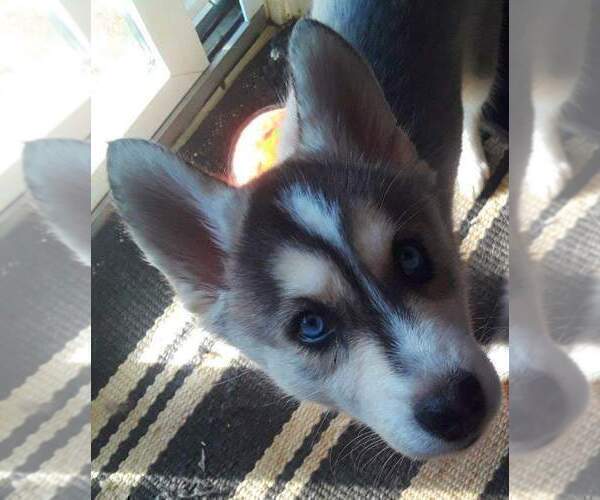 Medium Photo #2 Siberian Husky Puppy For Sale in DANBY, VT, USA