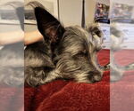 Small #2 Miniature Schnauzer Mix