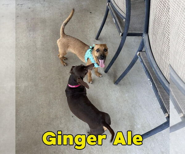 Medium Photo #19 Dachshund-Unknown Mix Puppy For Sale in San Antonio, TX, USA