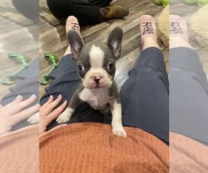 Boston Terrier Puppy for sale in FREDONIA, KS, USA