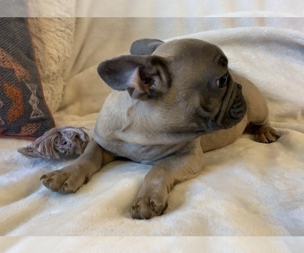 Medium Photo #6 French Bulldog Puppy For Sale in JOHNS ISLAND, SC, USA