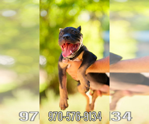 American Bully Puppy for sale in GREELEY, CO, USA