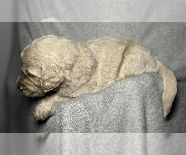 Medium Photo #11 Goldendoodle Puppy For Sale in HOWARD CITY, MI, USA