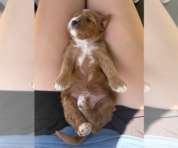 Medium Photo #35 Cavapoo Puppy For Sale in PENSACOLA, FL, USA