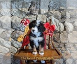 Small Photo #1 Bernedoodle Puppy For Sale in HARRISONVILLE, MO, USA