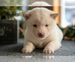 Small Photo #16 Shiba Inu Puppy For Sale in SHILOH, OH, USA