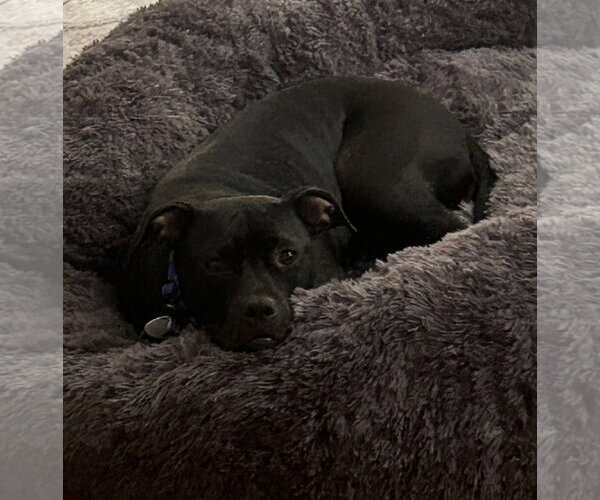Medium Photo #2 American Staffordshire Terrier-Unknown Mix Puppy For Sale in Oakhurst, NJ, USA