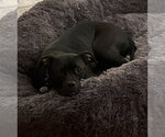 Small #1 American Staffordshire Terrier Mix