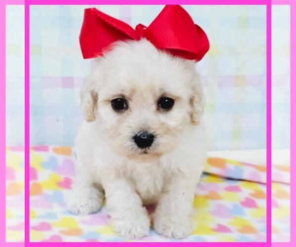 Medium Photo #7 Maltipoo Puppy For Sale in TAYLOR, TX, USA