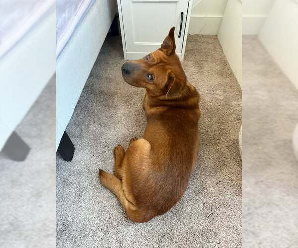 Medium Photo #5 Chow Chow-Unknown Mix Puppy For Sale in Holly Springs, NC, USA