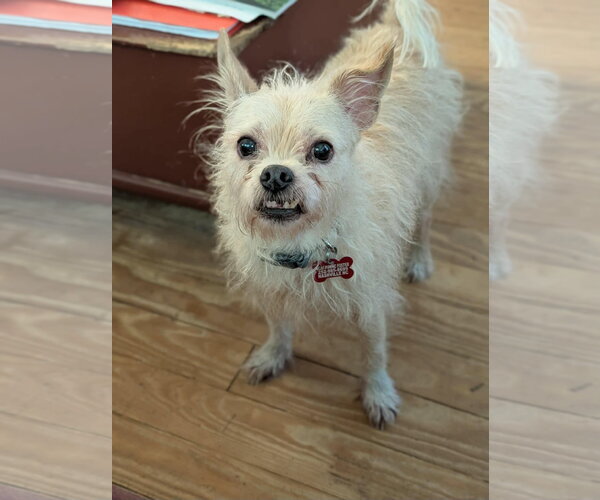 Medium Photo #4 Chihuahua-Unknown Mix Puppy For Sale in Holly Springs, NC, USA