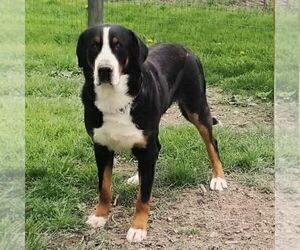 Father of the Greater Swiss Mountain Dog puppies born on 03/05/2025