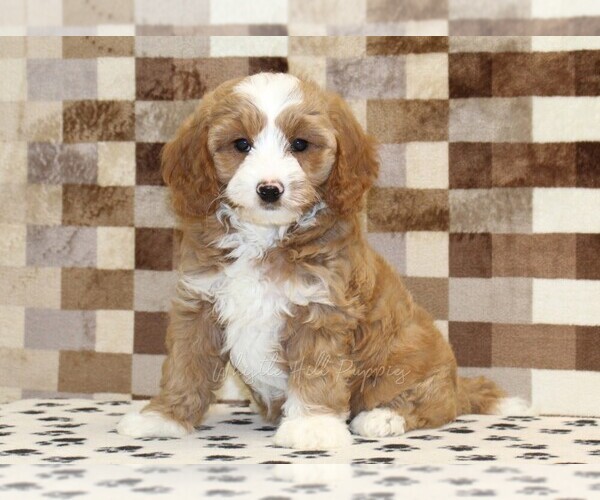 Medium Photo #1 Bernedoodle (Miniature)-Cavapoo (Miniature) Mix Puppy For Sale in DENVER, PA, USA