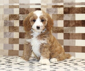 Bernedoodle (Miniature)-Cavapoo (Miniature) Mix Puppy for sale in DENVER, PA, USA