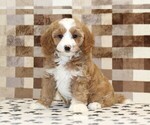 Image preview for Ad Listing. Nickname: Fancy