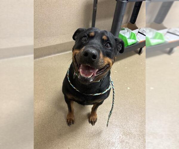 Medium Photo #1 Rottweiler-Unknown Mix Puppy For Sale in Sacramento, CA, USA