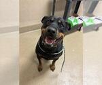 Small Rottweiler Mix