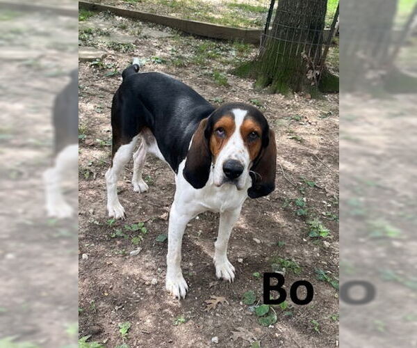 Medium Photo #1 Basset Hound-Treeing Walker Coonhound Mix Puppy For Sale in Mountain View, AR, USA