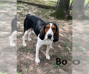 Basset Hound-Treeing Walker Coonhound Mix Dogs for adoption in Mountain View, AR, USA