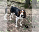 Small Basset Hound-Treeing Walker Coonhound Mix