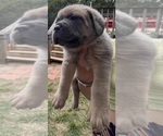 Small #4 Cane Corso