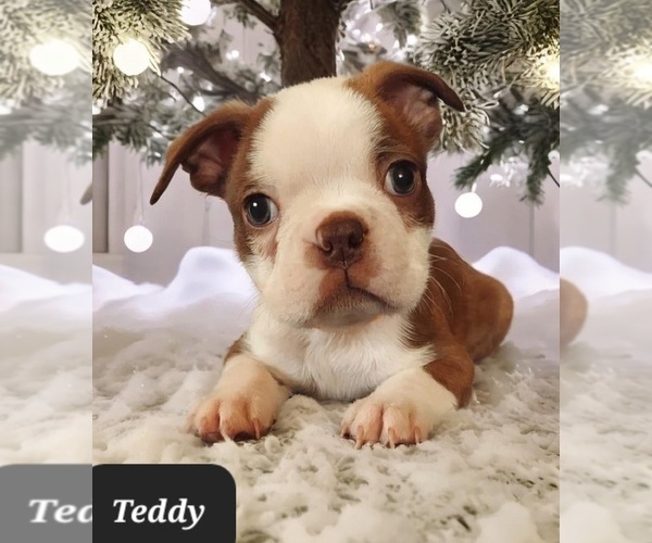 Medium Photo #2 Boston Terrier Puppy For Sale in POMEROY, OH, USA