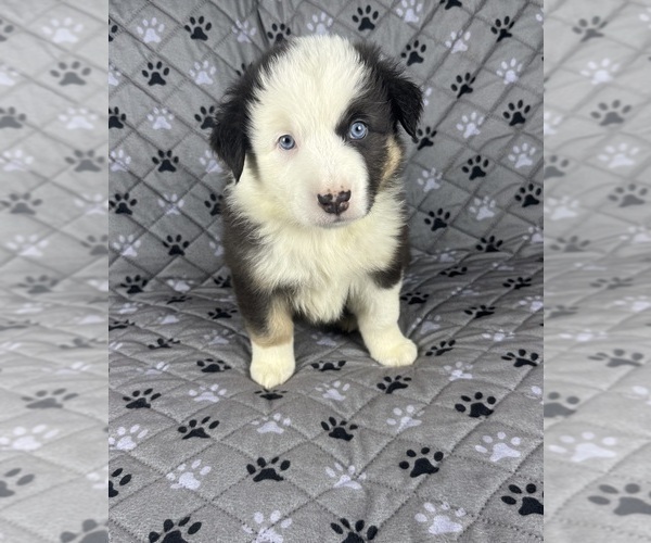 Medium Photo #64 Australian Shepherd Puppy For Sale in SALISBURY, NC, USA