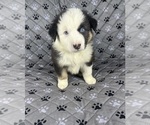 Small Photo #64 Australian Shepherd Puppy For Sale in SALISBURY, NC, USA