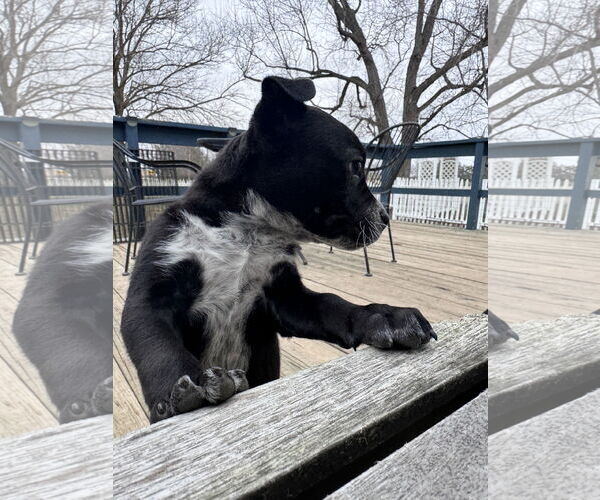 Medium Photo #6 Border Collie-Unknown Mix Puppy For Sale in Columbus, IN, USA