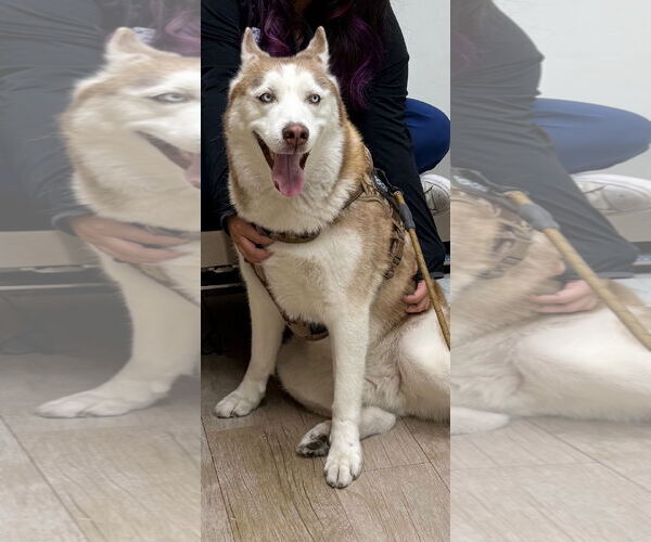 Medium Photo #1 Siberian Husky Puppy For Sale in Miami, FL, USA