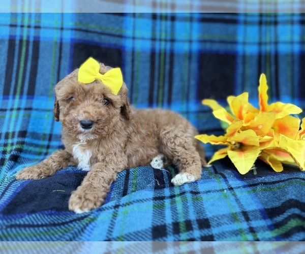 Medium Photo #3 Cavapoo (Miniature) Puppy For Sale in LAKELAND, FL, USA