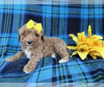 Small #2 Cavapoo (Miniature)