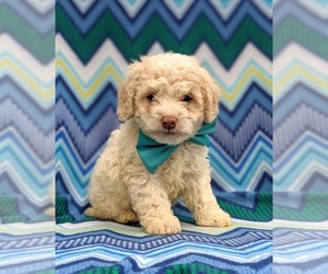 Cock-A-Poo-Poodle (Miniature) Mix Puppy for sale in LINCOLN UNIV, PA, USA