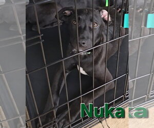 Nuka - Male American Pit Bull Terrier-German Shepherd Dog Mix Dog for Adoption - Photo #8
